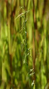 Image result for Habenaria filicornis