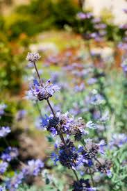 But a native variety, juniperus californica (california juniper), grows wild on arid … lamb's quarters Locals Only A Surprising Tour Of Southern California S Native Plants The Horticult