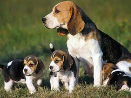 Un cane anziano di taglia piccola o media si adatta ad ogni. Beagle Carattere Prezzo