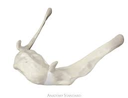 Image result for Hyoid Bone