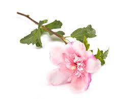 937 Althea White Background Images, Stock Photos, 3D objects, & Vectors