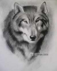 How To Draw A Realistic Wolf In Graphite Dog Drawing Tutorial Realistic Drawings Animal Drawings