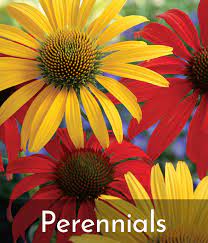 Four pretty perennials that pollinators can't resist! Cottage Farms Direct