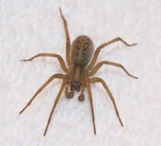 Spiders In Seattle