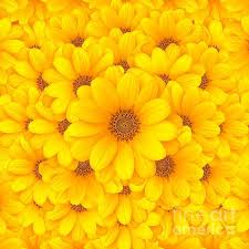 Flower Background By Carlos Caetano Yellow Flowers Flower Backgrounds Yellow Color