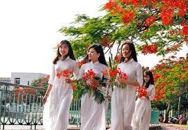Mùa hoa phượng nở | baoninhbinh.org.vn