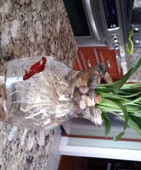 Monitor your fish.9 x research source keep a close eye on your betta for the first few days after adding it to the community tank. 8 Betta Fish Flower Vase 4 Steps Instructables