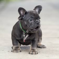Riddick & paisleys puppies born 4/8/2021. French Bulldog Puppies Stl Mo The Y Guide