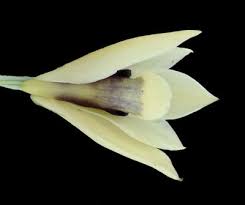 Image result for Orthochilus