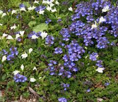 Ground covers help retain moisture and soil. Ground Cover Veronicas Wisconsin Horticulture