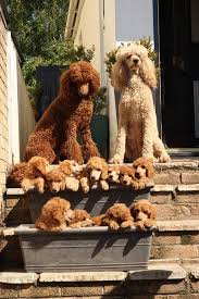 Pin By Connie Hemphill On Cutest Critters Poodle Puppy Red Poodles Cute Dogs