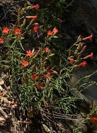 Image result for Polysphaeria lanceolata