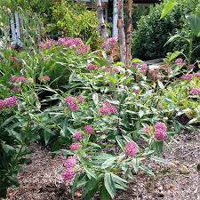Image result for Asclepias schumanniana