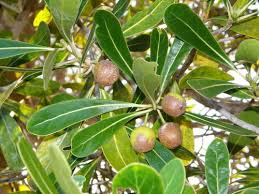 Image result for Uapaca guineensis