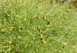 Image result for Schkuhria pinnata