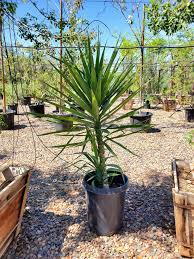 Image result for Yucca gloriosa