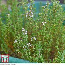 Thyme (/taɪm/) is the herb (dried aerial parts) of some members of the genus thymus of aromatic perennial evergreen herbs in the mint family lamiaceae. Thyme Old English Seeds Thompson Morgan