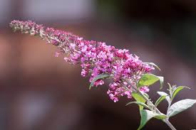 The color charm pink is displayed at right, a medium shade of purplish pink. Pink Flowers 21 Types Pictures Flowerglossary Com