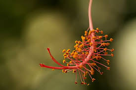 Image result for Hibiscus schizopetalus