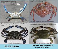 Image result for Crabbea cirsioides