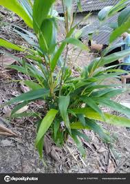 Image result for Pleurolobus salicifolius
