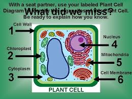 Maybe you would like to learn more about one of these? Unit 2 Cells Cell Structure Function Http Koning