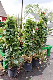 When temps are consistently above 50 degrees at night you can return it to the the easiest way to care for mandevilla in a south carolina winter is by bringing the plant in to the house during the coldest days. Mandevilla Goffle Brook Farms
