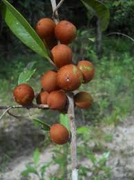 Image result for Chrysophyllum