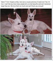 Impressive, stocky litter of akc german shepherd puppies. White German Shepherd Dogs Puppies Polarbear