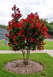Water plants deeply during the first growing season to establish an extensive root system. Crape Myrtle Blooms
