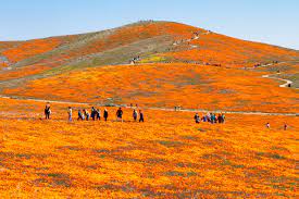 Check spelling or type a new query. Everything You Need To Know Before Heading To The Antelope Valley Poppy Reserve