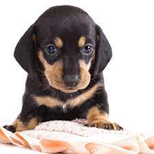 Check spelling or type a new query. Chiweenie Puppies For Sale