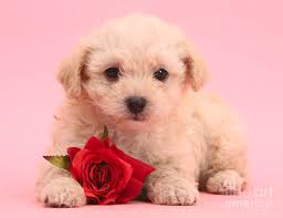 Here you can find the best puppy valentine wallpapers uploaded by our community. Cute Valentine Puppy Photograph By Warren Photographic
