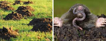 Image result for Schéma plašiče krtků