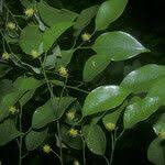 Image result for Maprounea