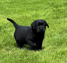 Born 3/24/21 black males, blocky, full coat, english puppies available. Stoneycreeks Available Puppies Ua 131755064 2 Stoney Creek Labradors