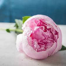 In the doubletype the transformation of the stamens and sometimes the stigmas into petals has advanced. Peony Market To Eyewitness Massive Growth By 2028 Arcieri S Peonies Kennicott Adelman Peony Gardens Clark County Blog