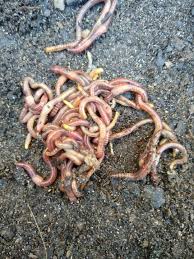 Image result for Red Wigglers