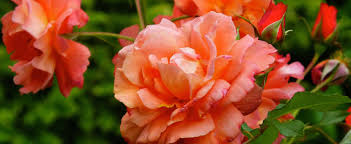 The unique coral color of this rose is even stronger in hot, humid climates. Climber Shrub Rose Rosa Westerland