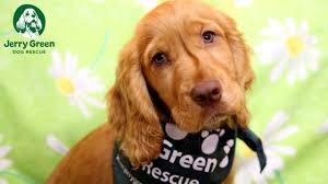 Yorkshire Three Peaks Challenge 2025 in aid of Jerry Green Dog Rescue