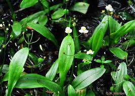 Image result for Fuirena sagittata