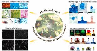 Image result for Aeollanthus suaveolens