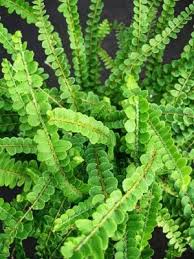 Zitronen Knopf Farn Nephrolepsis Cordifolia Zonen 8 9 Wachst Auf 6 Quot H Part Schatten Farne Garten Pflanzen Schatten Farn
