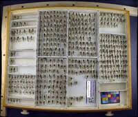 Image result for Limnophila bangweolensis