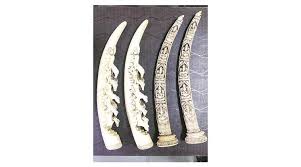 Long protruding tooth often found in pairs. Pune Man From Telangana Arrested For Trying To Sell Elephant Tusks Cities News The Indian Express