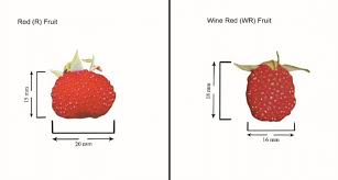 Image result for Rubus rosifolius