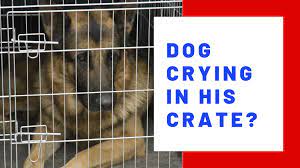 What To Do When Your Puppy Won T Stop Crying In His Crate Thedogtrainingsecret Com Thedogtrainingsecret Com