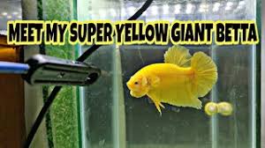 About 2% of these are inflatable bouncer, 0% are blocks, and 0% are other a wide variety of giant betta options are available to you, such as material, type. Flaring My Betta Using Stick Meet My Super Yellow Giant For Show Monchingsbetta Giantbetta Youtube