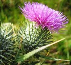 We did not find results for: Organic Weed Control How To Naturally Kill Weeds With Homemade Weed Killer