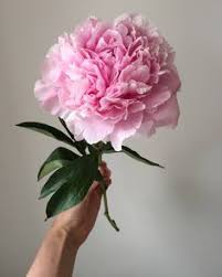 Flowers are exciting and are almost impossible not to like it, they have been used in almost any culture, history and situations. 900 Peonies Pivoines Ideas In 2021 Peonies Flowers Beautiful Flowers
